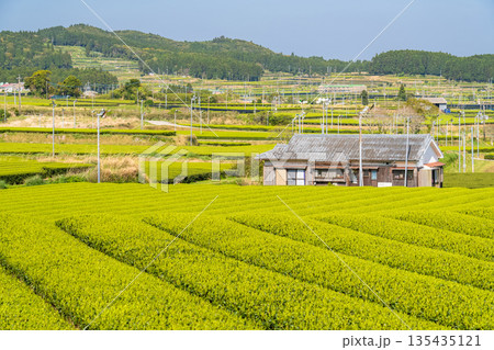 《鹿児島県》広大な茶畑の風景・南九州市 135435121