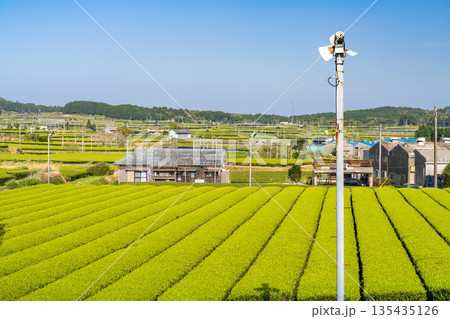 《鹿児島県》広大な茶畑の風景・南九州市 135435126