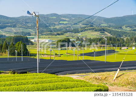 《鹿児島県》広大な茶畑の風景・南九州市 135435128