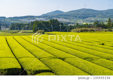《鹿児島県》広大な茶畑の風景・南九州市 135435130