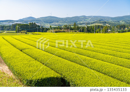 《鹿児島県》広大な茶畑の風景・南九州市 《鹿児島県》広大な茶畑の風景・南九州市 135435133
