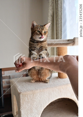 ハイタッチで挨拶する猫 135435266