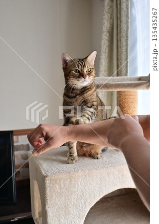 ハイタッチで挨拶する猫 135435267