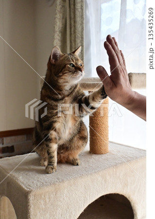 ハイタッチで挨拶する猫 135435269