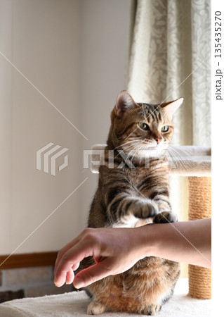 ハイタッチで挨拶する猫 135435270