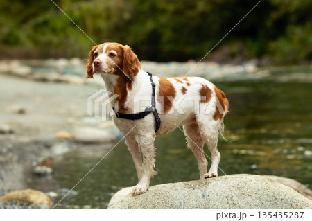 Friendly companion Brittany spaniel on a rock at the mountain river. Friendly companion Brittany spaniel on a rock at the mountain river. 135435287
