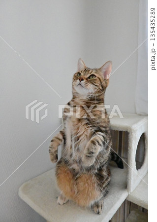 立ち上がるかわいい猫 135435289