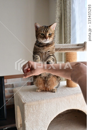 ハイタッチで挨拶する猫 ハイタッチで挨拶する猫 135435293