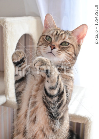 立ち上がるかわいい猫 立ち上がるかわいい猫 135435319