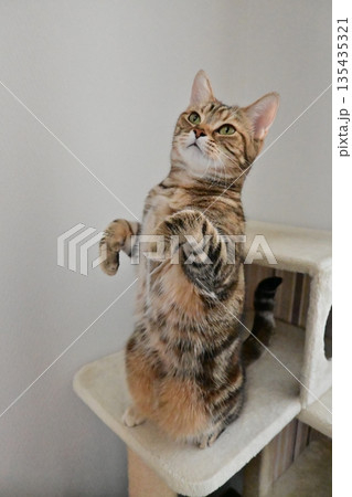 立ち上がるかわいい猫 135435321