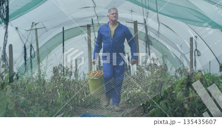 Walking farmer in blue overalls carrying yellow bucket of red tomatoes in greenhouse by blue crate 135435607