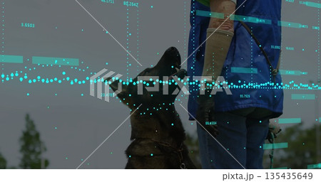 Leading gloved handler in blue vest guiding German Shepherd on leash in open field, digital overlay 135435649