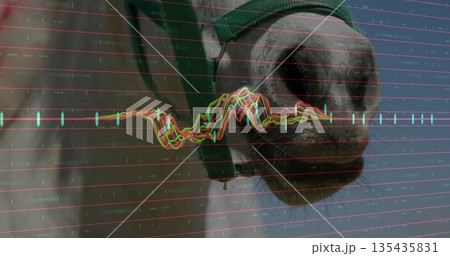 Displaying horse muzzle wearing green nylon halter at barn with financial chart overlay, copy space Displaying horse muzzle wearing green nylon halter at barn with financial chart overlay, copy space 135435831
