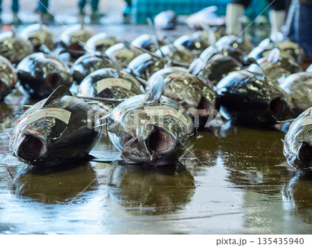 観光名所和歌山県の勝浦漁港のマグロ卸し市場の競り市の風景	 135435940