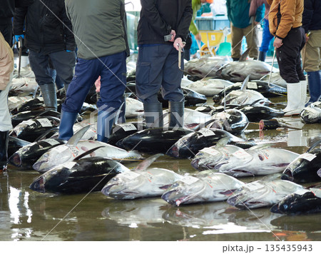 観光名所和歌山県の勝浦漁港のマグロ卸し市場の競り市の風景 135435943