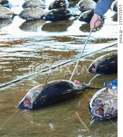 観光名所和歌山県の勝浦漁港のマグロ卸し市場の競り市の風景 135435953