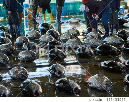 観光名所和歌山県の勝浦漁港のマグロ卸し市場の競り市の風景 135435955
