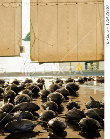 観光名所和歌山県の勝浦漁港のマグロ卸し市場の競り市の風景 観光名所和歌山県の勝浦漁港のマグロ卸し市場の競り市の風景 135435967