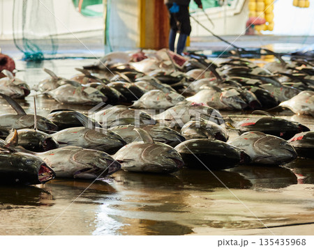 観光名所和歌山県の勝浦漁港のマグロ卸し市場の競り市の風景 135435968