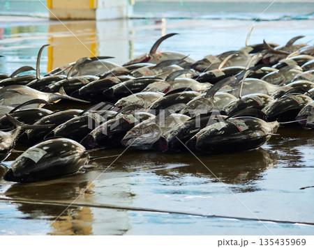 観光名所和歌山県の勝浦漁港のマグロ卸し市場の競り市の風景 135435969