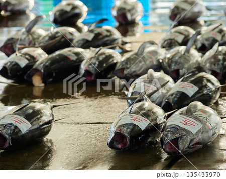 観光名所和歌山県の勝浦漁港のマグロ卸し市場の競り市の風景 135435970