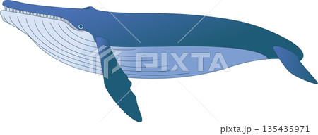 ザトウクジラ ザトウクジラ 135435971