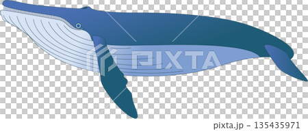 ザトウクジラ ザトウクジラ 135435971