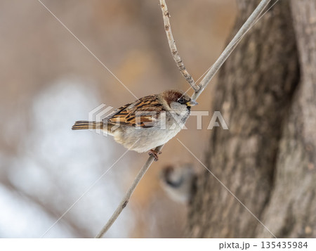 Sparrow sits on a branch without leaves. 135435984