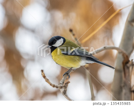 Cute bird Great tit, songbird sitting on a branch without leaves in the autumn or winter. 135435985