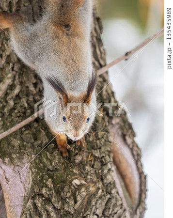 Squirrel sitting upside down on a tree trunk. The squirrel hangs upside down on a tree against colorful blurred background. Close-up. 135435989