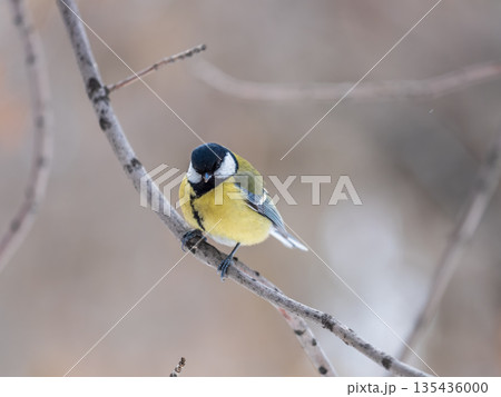 Cute bird Great tit, songbird sitting on a branch without leaves in the autumn or winter. Cute bird Great tit, songbird sitting on a branch without leaves in the autumn or winter. 135436000