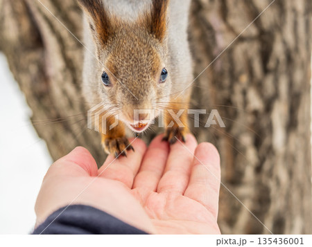 Squirrel eats nuts from a man's hand. Caring for animals in winter or autumn. Squirrel eats nuts from a man's hand. Caring for animals in winter or autumn. 135436001