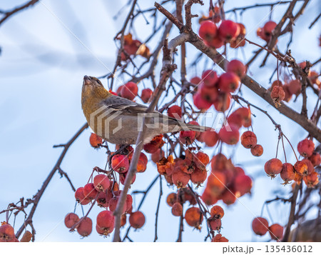 Pine Grosbeak Female Eating Red Berries in Winter 135436012