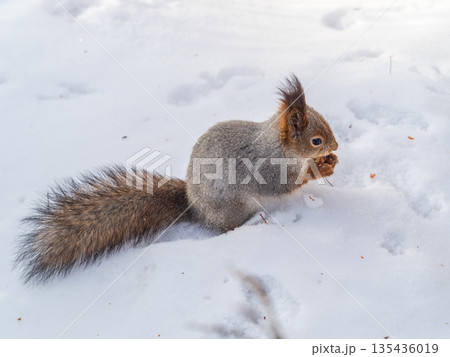 The squirrel sits on white snow The squirrel sits on white snow 135436019