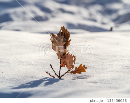 Close-up of dry oak leaf in snow 135436028
