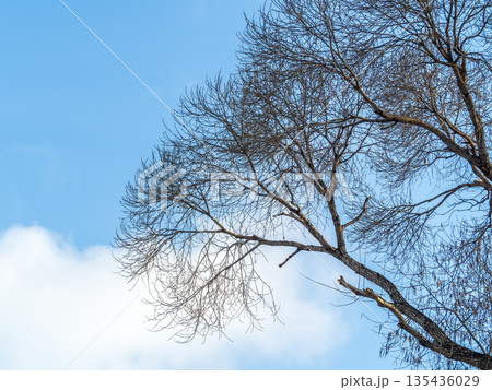 The top of oak tree on a clear winter day against the blue sky background 135436029