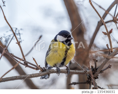 Cute bird Great tit, songbird sitting on a branch without leaves in the autumn or winter. 135436031