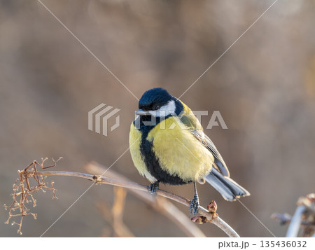 Cute bird Great tit, songbird sitting on a branch without leaves in the autumn or winter. 135436032