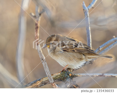 Sparrow sits on a branch without leaves. 135436033