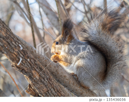 The squirrel with nut sits on tree in the winter or late autumn 135436036