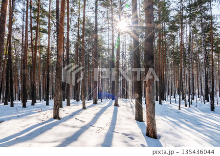The Sun's rays pass through the trees in winter forest The Sun's rays pass through the trees in winter forest 135436044