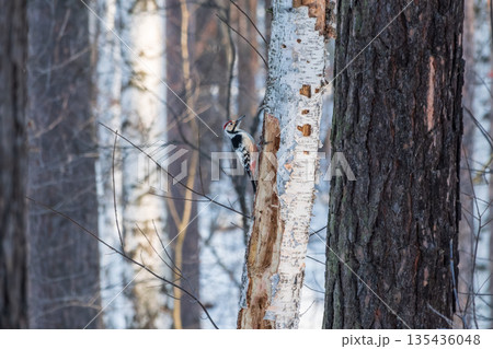 Little woodpecker sits on a tree trunk with snow in winter. The great spotted woodpecker, Dendrocopos major Little woodpecker sits on a tree trunk with snow in winter. The great spotted woodpecker, Dendrocopos major 135436048