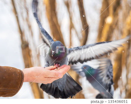 A colourful pigeon feeding from a hand of a man. A colourful pigeon feeding from a hand of a man. 135436051
