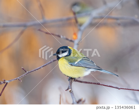 Cute bird Great tit, songbird sitting on a branch without leaves in the autumn or winter. Cute bird Great tit, songbird sitting on a branch without leaves in the autumn or winter. 135436061