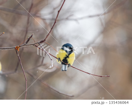 Cute bird Great tit, songbird sitting on a branch without leaves in the autumn or winter. 135436064
