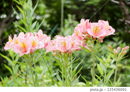 アルストロメリア 135436091