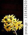 ツワブキ 135436250