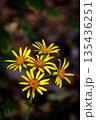 ツワブキ 135436251