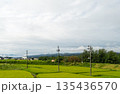 新潟県・米どころの夏 青々と茂る水田と電柱の続く風景 135436570