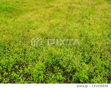 雨上がりのハキダメギク咲く夏の野原風景 雨上がりのハキダメギク咲く夏の野原風景 135436856